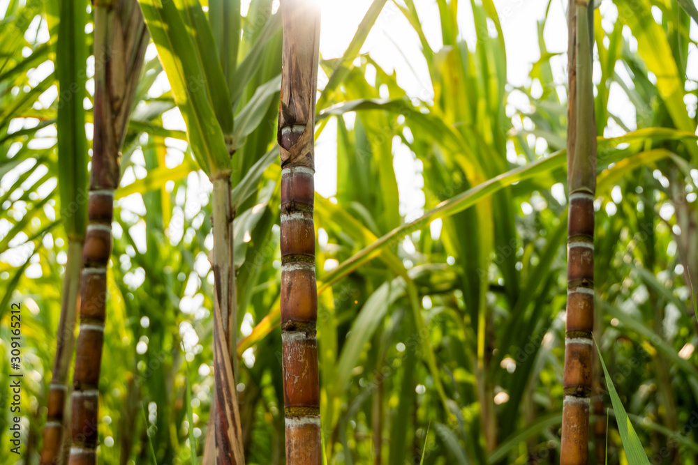 Sugarcane planted to produce sugar and food. Food industry. Sugar cane