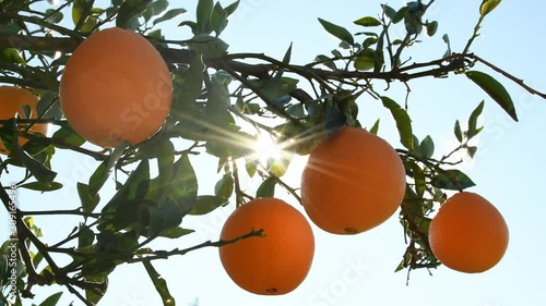 Soft focus orange tree with ripe orange, with sun.