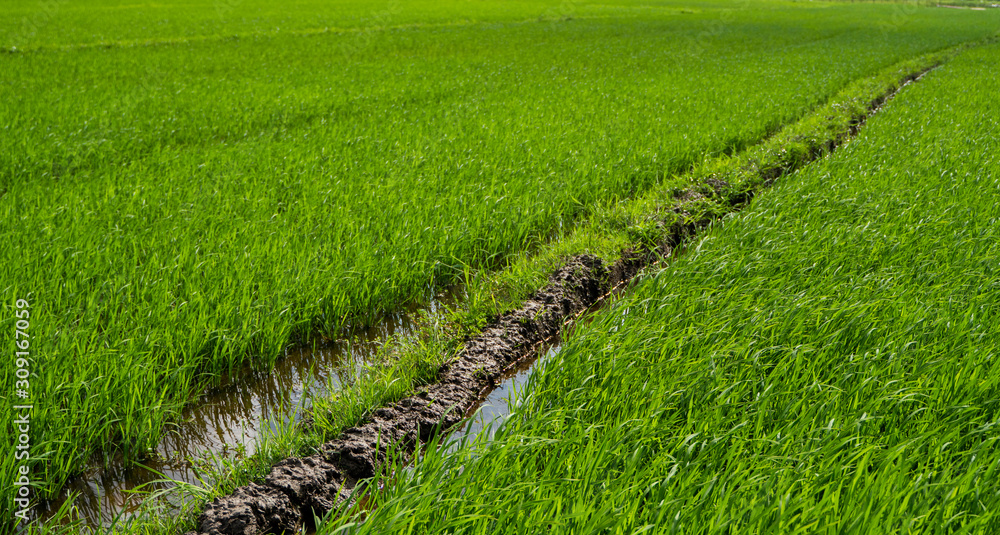 Green rice field in a daylight. Harvest of rice. Beautiful terraces of rice field in water season and Irrigation. Agriculture. Green rice field in a daylight. Harvest of rice. Beautiful terraces of rice field in water season and Irrigation. Agriculture.