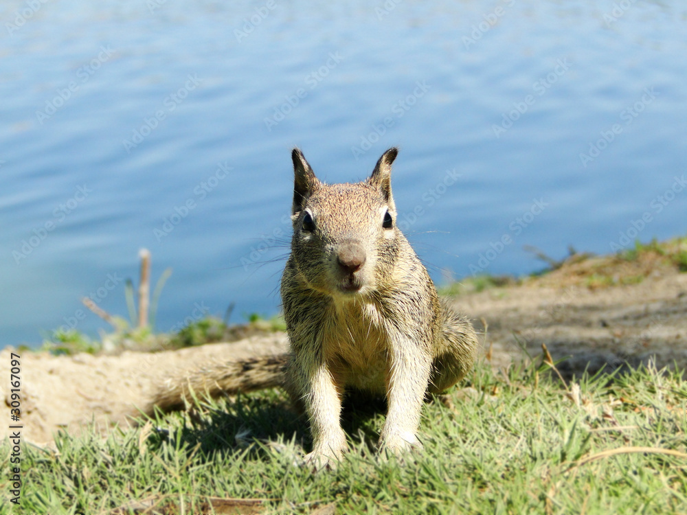 Naklejka premium A groundhog before a lake. The groundhog is also known as a woodchuck, is a rodent of the family Sciuridae. Natural wildlife.