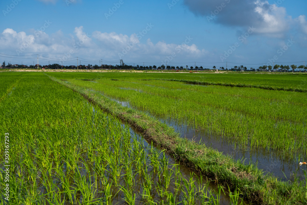 Fototapeta premium Green rice field in a daylight. Harvest of rice. Beautiful terraces of rice field in water season and Irrigation. Agriculture.