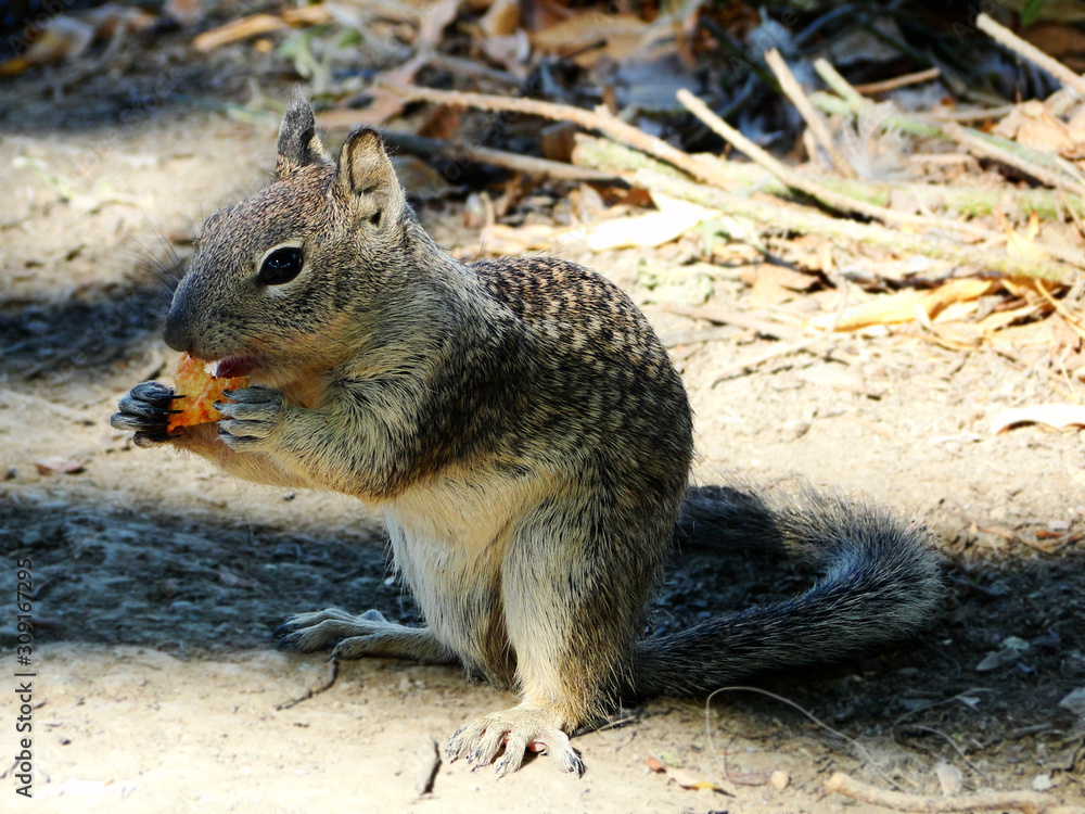 A groundhog is eating food in wildness. The groundhog is also known as a woodchuck, is a rodent of the family Sciuridae. Natural wildlife. A groundhog is eating food in wildness. The groundhog is also known as a woodchuck, is a rodent of the family Sciuridae. Natural wildlife.