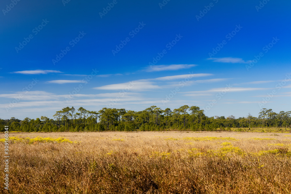 Dry yellow meadow and pine forest at Phu Kradueng National Park, Loei, Thailand in winter.