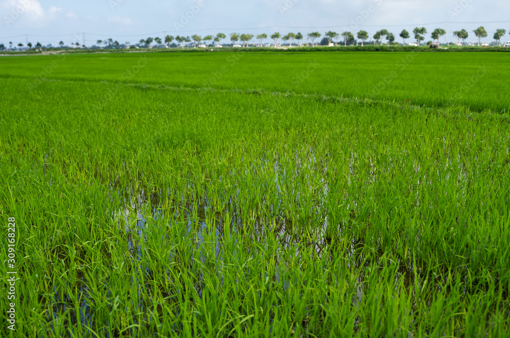 Green rice field in a daylight. Harvest of rice. Beautiful terraces of rice field in water season and Irrigation. Agriculture.