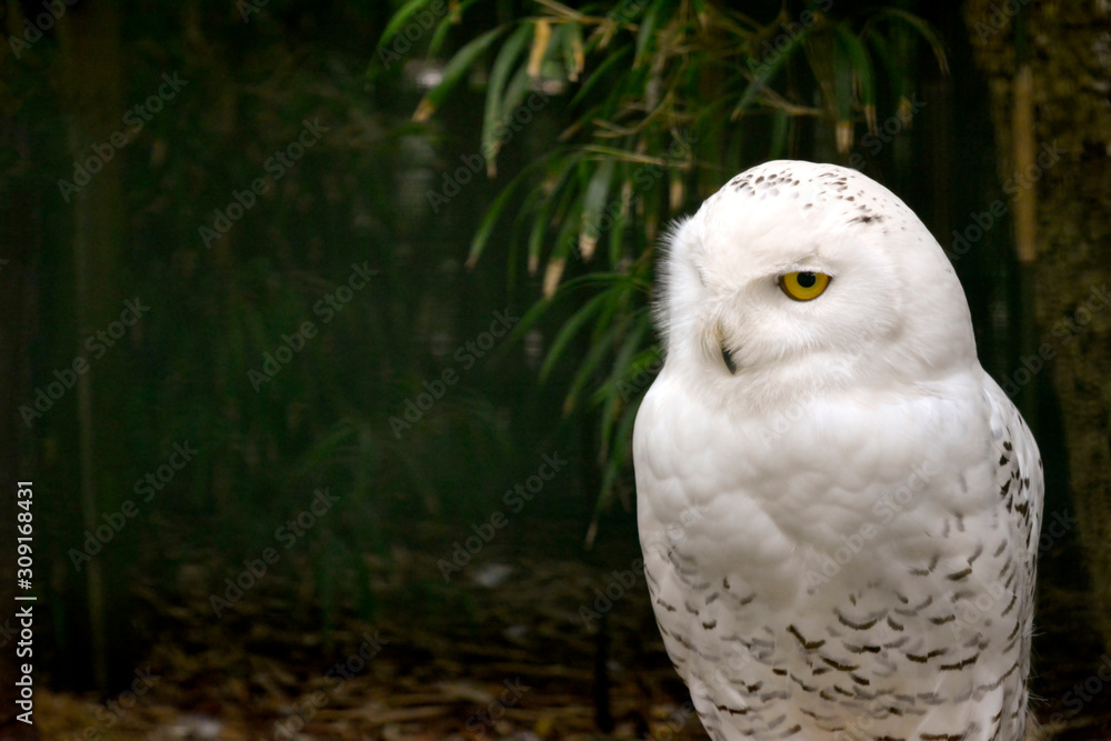 Obraz premium Young Captive Snow Owl - Bubo scandiacus
