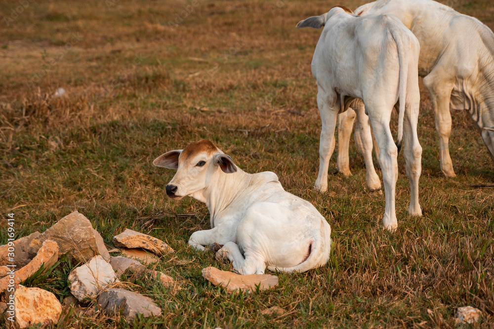 Three skinny white Cambodian cow. Countryside landscape in Kampot Province in southern Cambodia, Asia. A group of cows locals village. Agriculture and farming. Animals. Three skinny white Cambodian cow. Countryside landscape in Kampot Province in southern Cambodia, Asia. A group of cows locals village. Agriculture and farming. Animals.