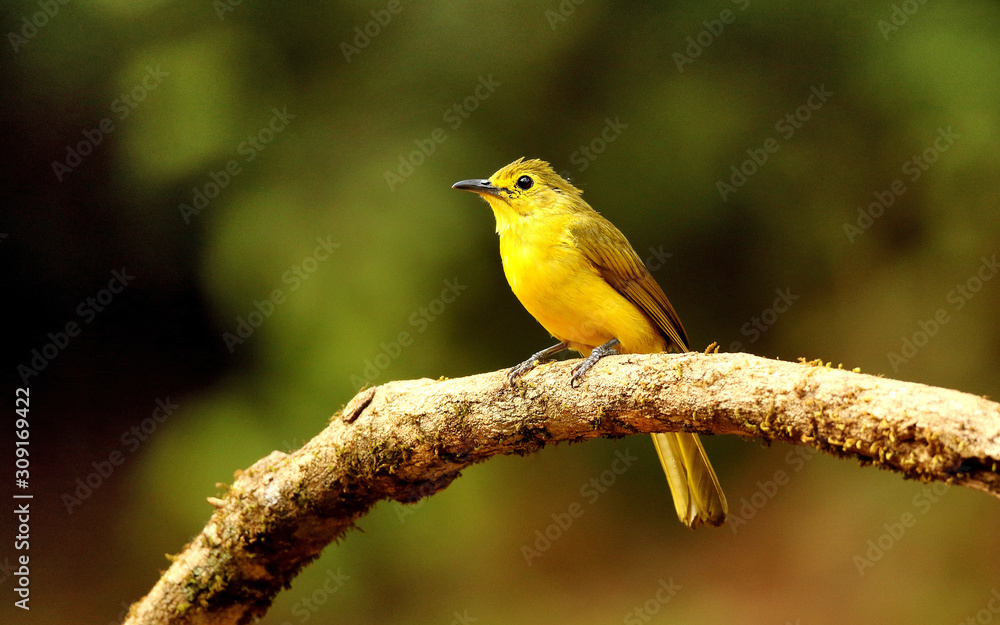 Yellow browed bulbul, Acritillas indica, Ganeshgudi, Karnataka, India Yellow browed bulbul, Acritillas indica, Ganeshgudi, Karnataka, India