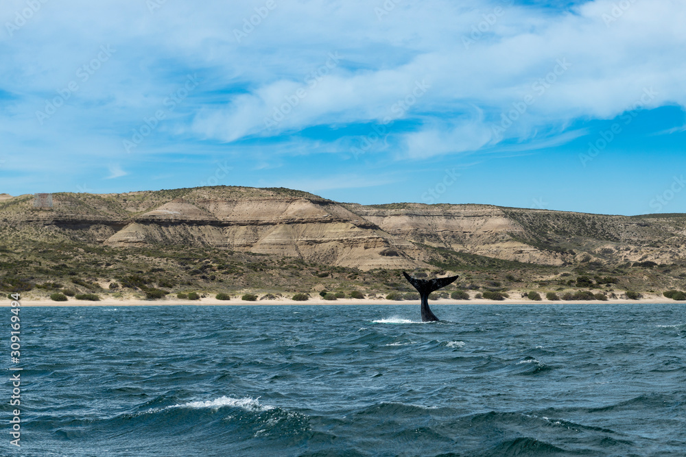 A South Right Whale flipping its tale at the Valdes Peninsula in Argentina.