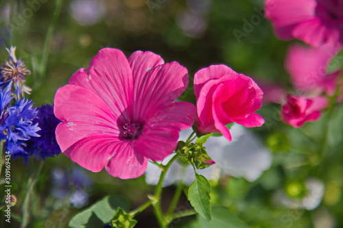 flower in the garden