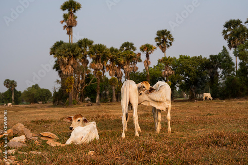 Three skinny white Cambodian cow. Countryside landscape in Kampot Province in southern Cambodia, Asia. A group of cows locals village. Agriculture and farming. Animals.
