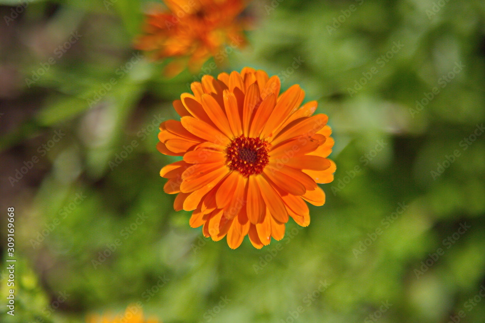 orange flower in the garden orange flower in the garden