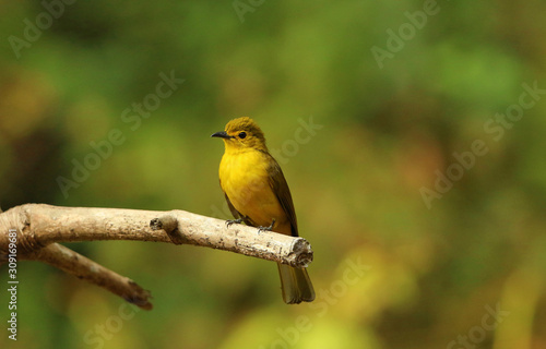 Yellow browed bulbul, Acritillas indica, Ganeshgudi, Karnataka, India photo