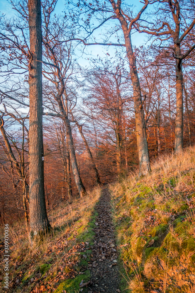Fototapeta premium Abendlicht im herbstlichen Wald
