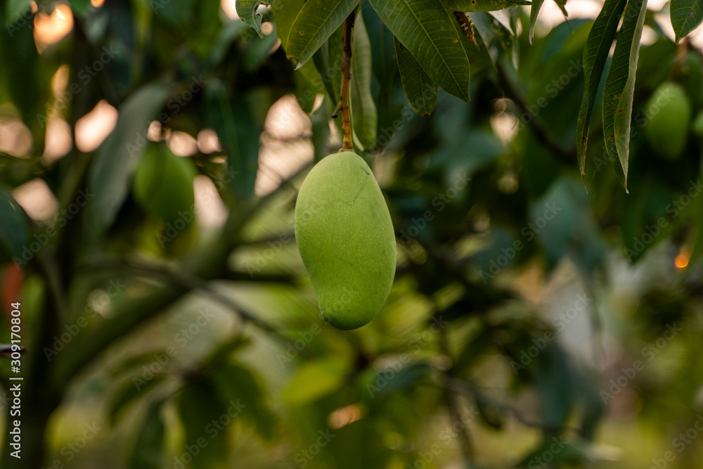 Green mangoes on the tree. Mango trees growing in a field in Asia. Mangoes fruit plantation. Delicious fruits are rich in vitamins. Green mangoes on the tree. Mango trees growing in a field in Asia. Mangoes fruit plantation. Delicious fruits are rich in vitamins.