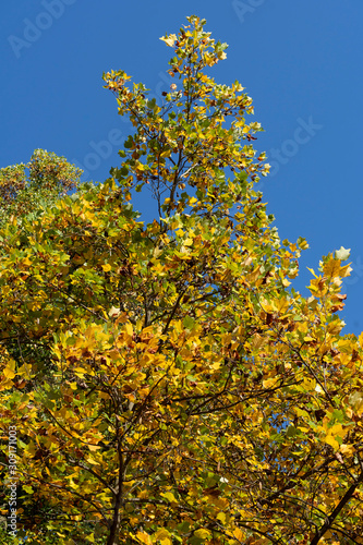 Foliage at fall in the Monza Park