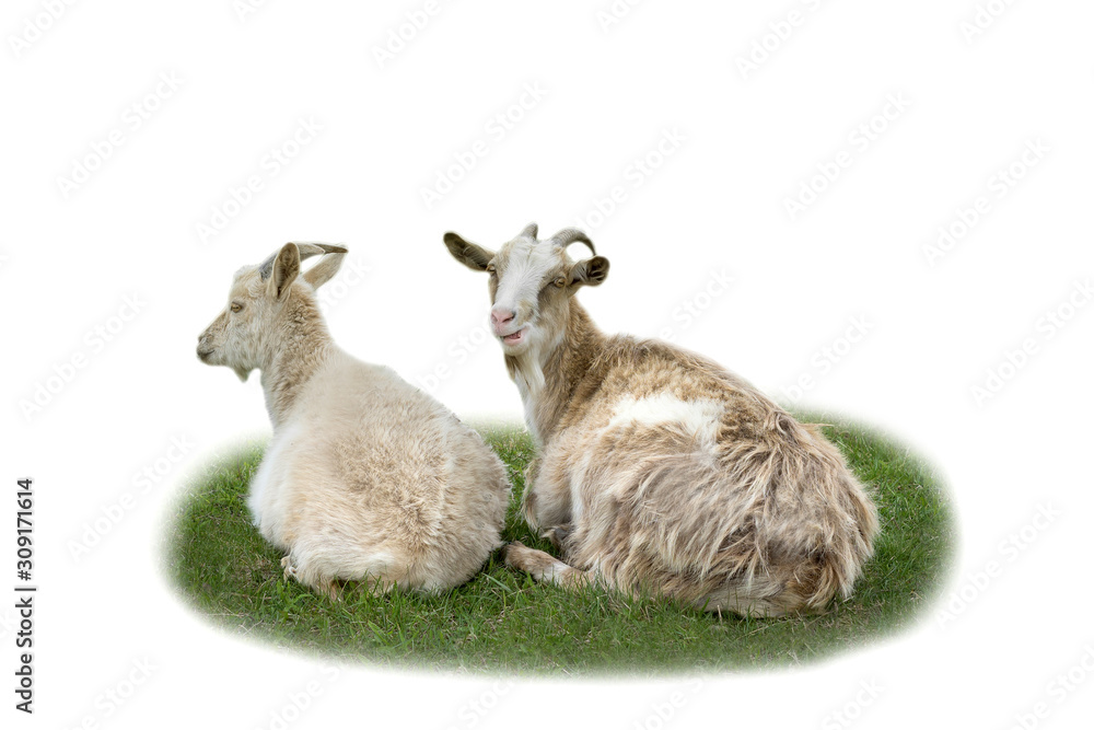 Naklejka premium two goats on a green meadow on a white isolated background