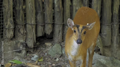 Close Up of Barking Deer (Muntiacus muntjak) is a deer species native to South and Southeast Asia. It is also called Indian muntjac and red muntjac. photo