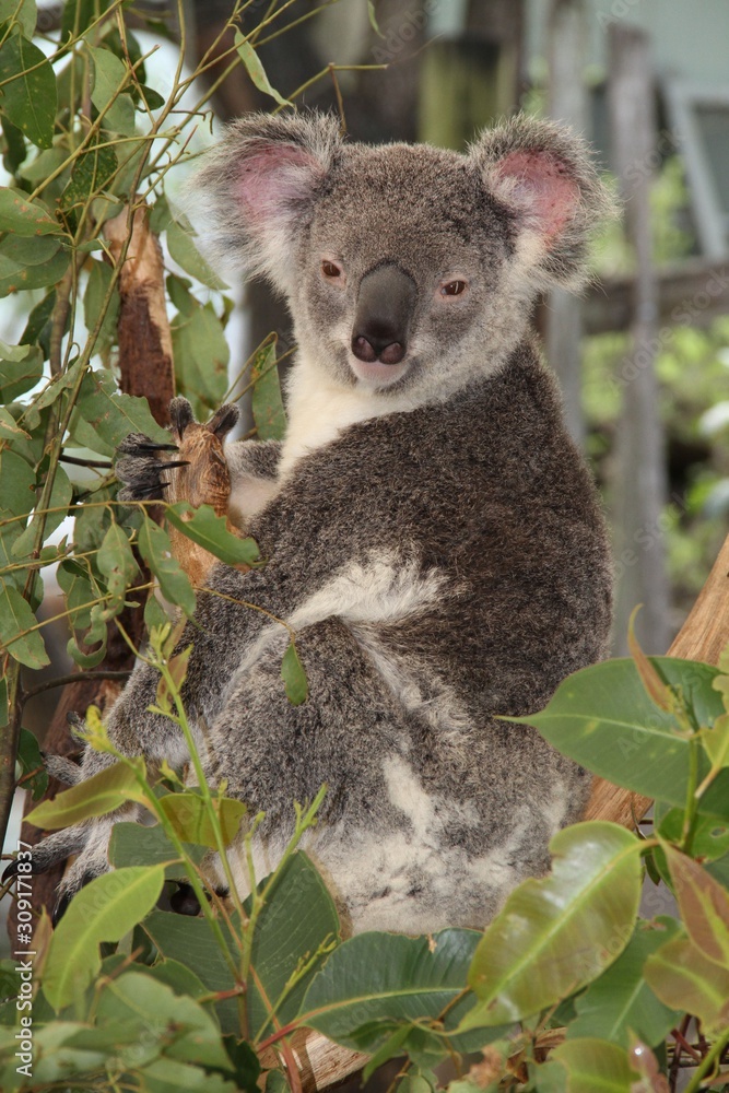 Fototapeta premium Koala in Australien