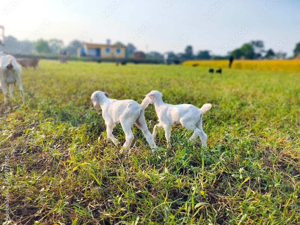 Fototapeta premium Two cute white nanny,kid,baby goats walking grazing field