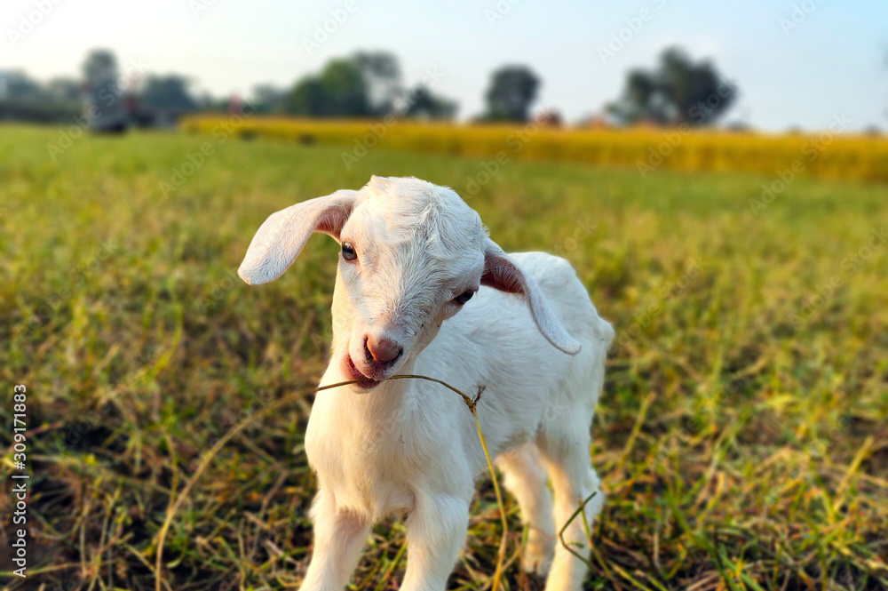 Fototapeta premium A cute baby goat,kid ,nanny trying to eat grass