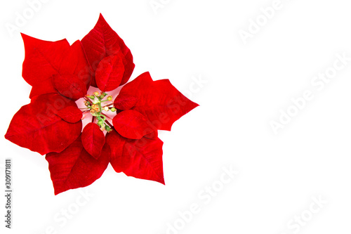 Red Christmas flowers White background cards