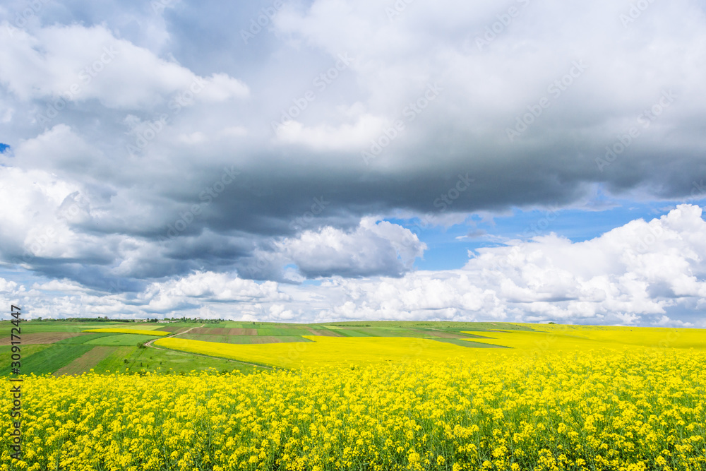 spring yellow field in the village and beautiful sky