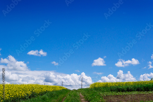 spring yellow field in the village and beautiful sky