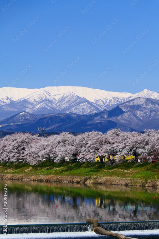 残雪の蔵王連峰と白石川の桜。大河原　宮城　東北。４月中旬。