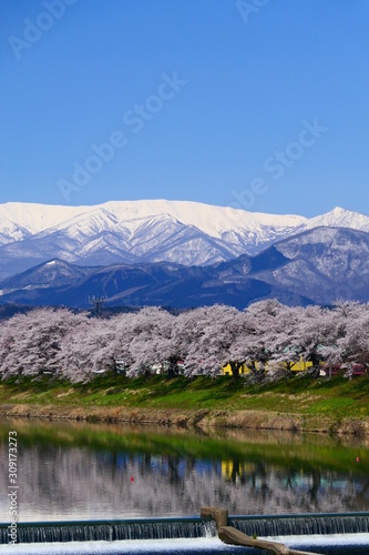 残雪の蔵王連峰と白石川の桜。大河原 宮城 東北。４月中旬。