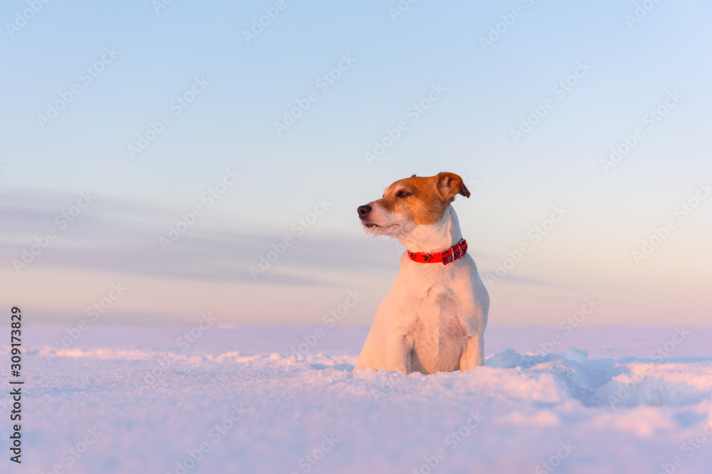 White jack russel terrier puppy on snowy field at sunrise. Adult dog with serious gaze - obrazy, fototapety, plakaty 