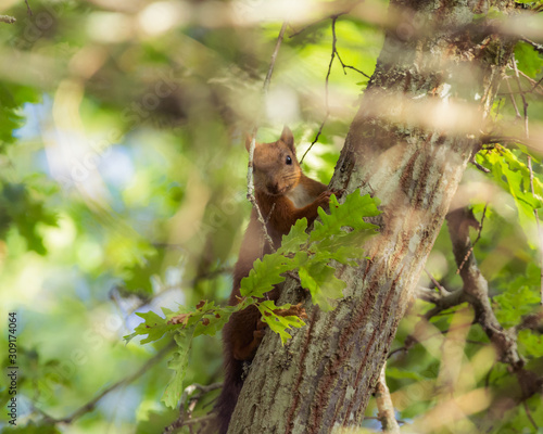 scoiattolo rosso nascosto tra foglie di quercia arrampicato su albero © jeferstellari