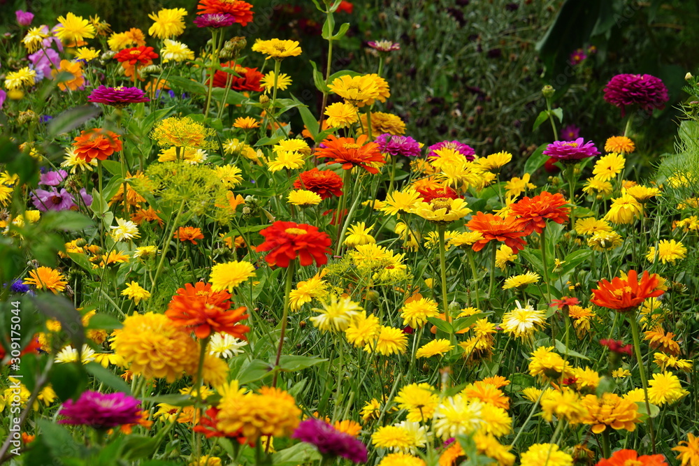 Flower mix yellows, reds and oranges
