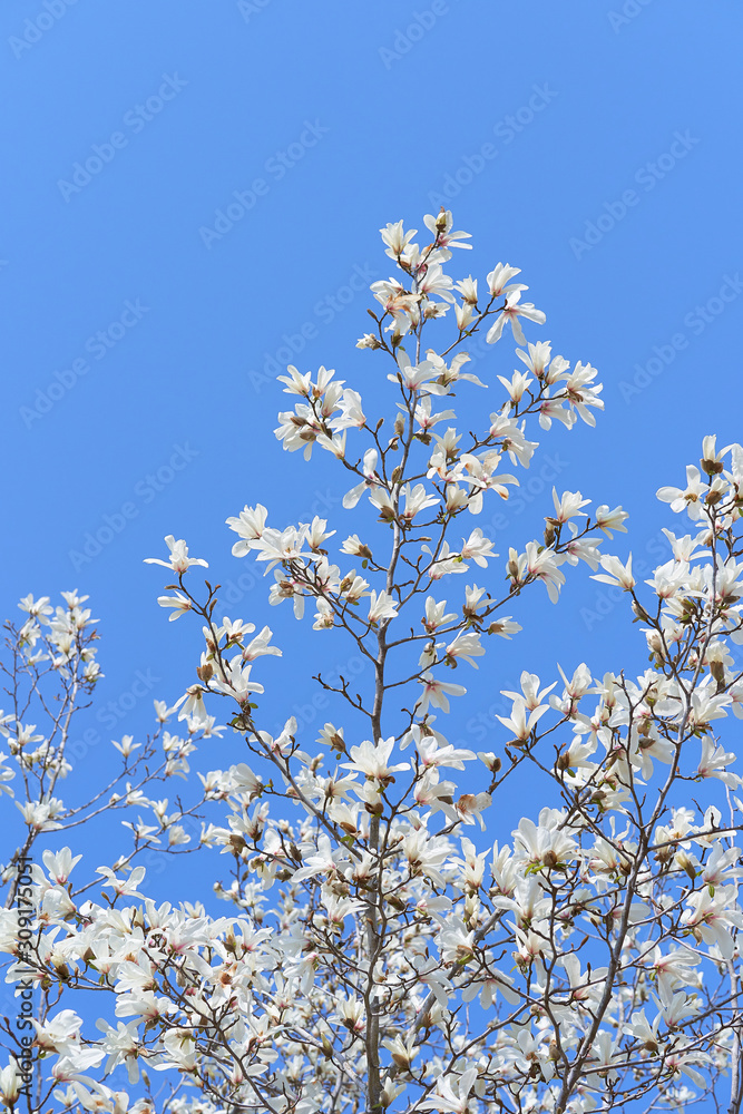 コブシの花 青空背景 コブシの花 青空背景