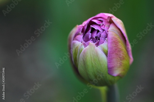 Rozkwitający różowy tulipan