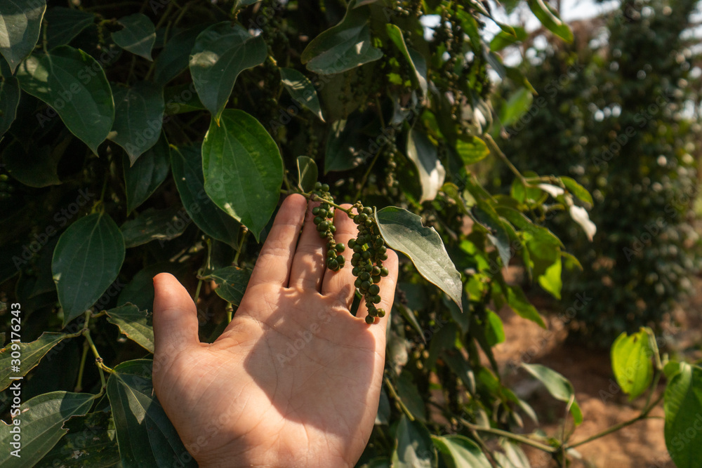 Hand of the farmer holding a raw green pepper which growing on a trees. Black pepper plants growing on plantation in Asia. Ripe green peppers on a trees. Agriculture in tropical countries. Hand of the farmer holding a raw green pepper which growing on a trees. Black pepper plants growing on plantation in Asia. Ripe green peppers on a trees. Agriculture in tropical countries.