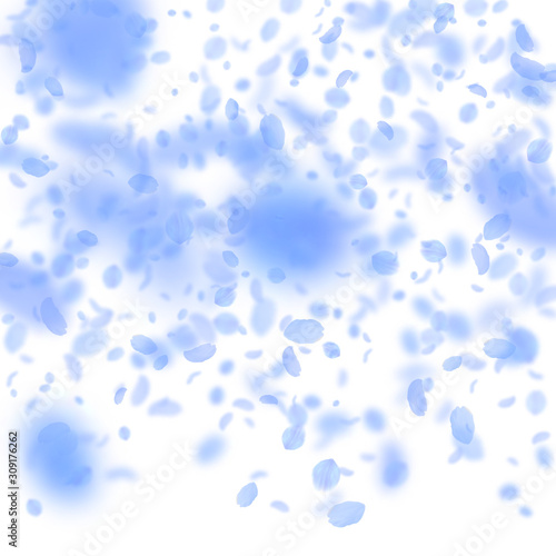 Dark blue flower petals falling down. Pleasing rom