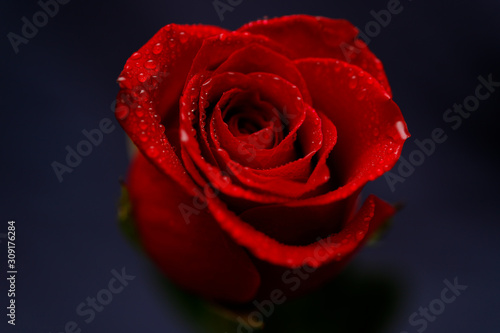 Fototapeta Naklejka Na Ścianę i Meble -  red rose on black background