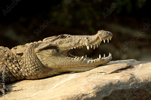 Marsh crocodile  Crocodylus palustris  Ranganathittu Bird Sanctuary  Karnataka  India