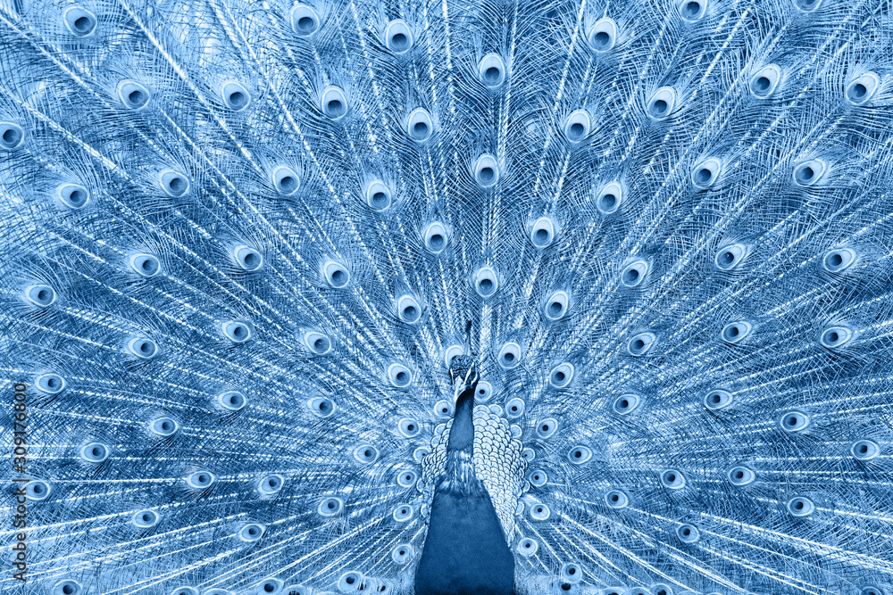 Obraz premium Beautiful peacock toned in classic blue, color of the year 2020. Selective focus