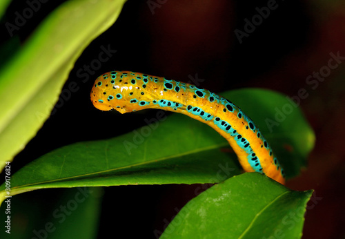 Catterpillar of Blue Tiger moth, Dysphania percota, Agumbe, Karnataka, India