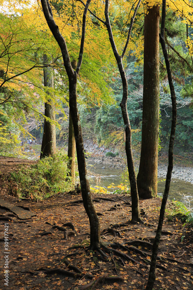 Naklejka premium 養老渓谷遊歩道