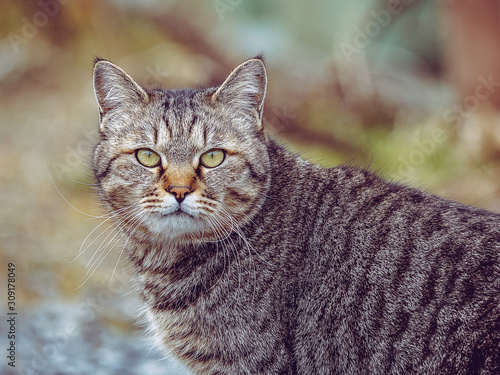 brown cat, vintage filter image