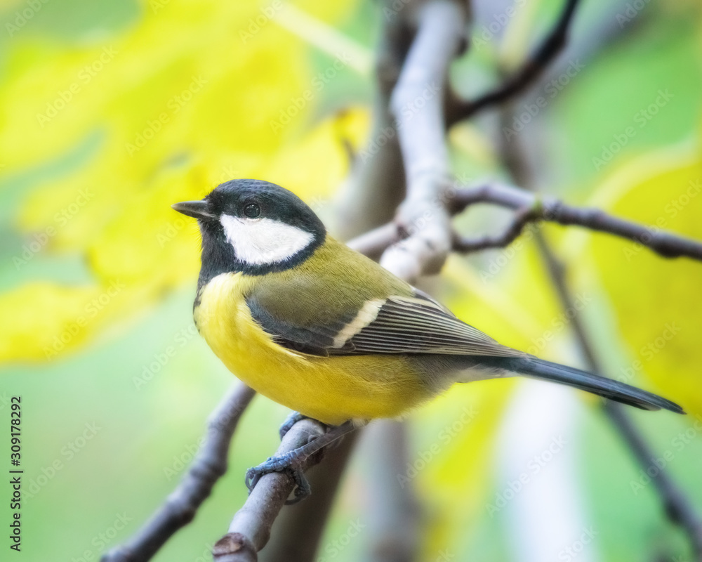 Naklejka premium great tit on a perch