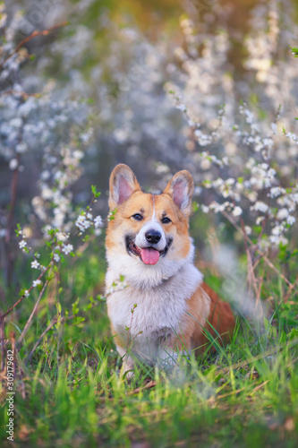 vertical portrait of a red haired Corgi dog puppy sitting in a may garden under a flowering white Bush and smiling contentedly with his tongue sticking out