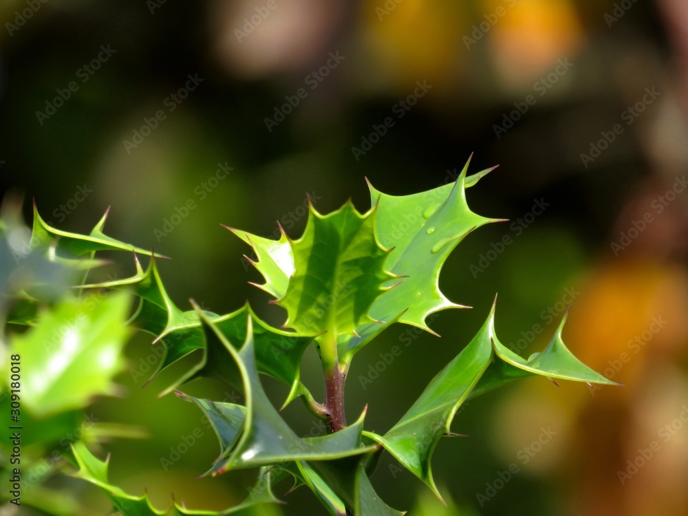 Holly leaves with soft focus natural background Holly leaves with soft focus natural background