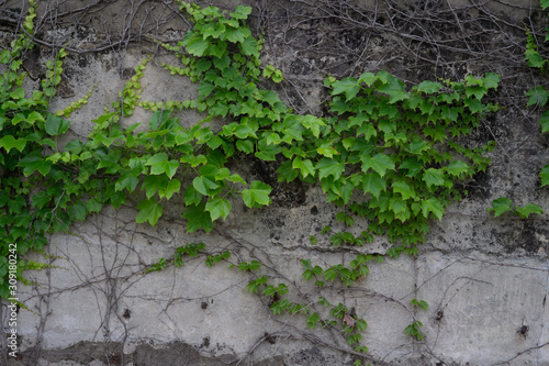 Ivys on the concrete wall © Sewon