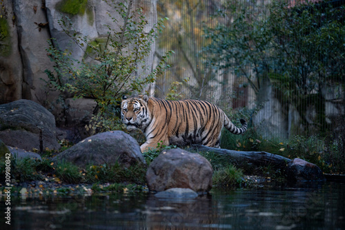 Tiger © LE CONCIERGE