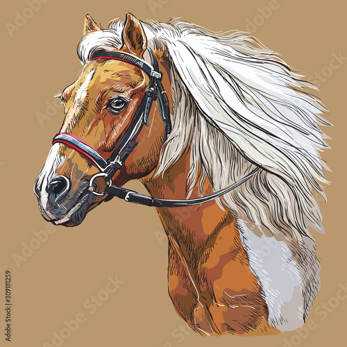 Hand drawing horse portrait vector 21