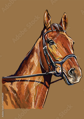 Hand drawing horse portrait vector 22