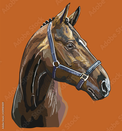 Hand drawing horse portrait vector 27